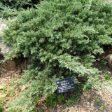 JUNIPERUS CHINENSIS kont 210 / 160-180 / bonsaj / EXTRA - Borievka ČÍNSKA BLUE ALPS