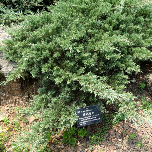 JUNIPERUS CHINENSIS kont 210 / 160-180 / bonsaj / EXTRA