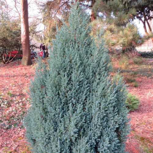 JUNIPERUS COMMUNIS ARNOLD