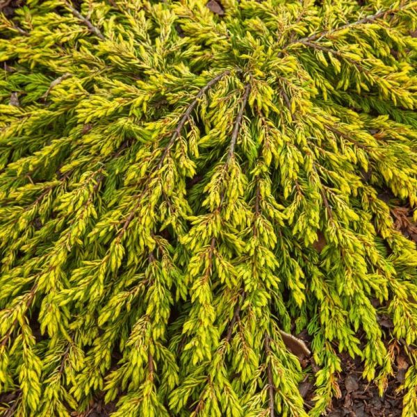 Juniperus Communis Goldschatz - Jalovec Obyčajný Goldschatz