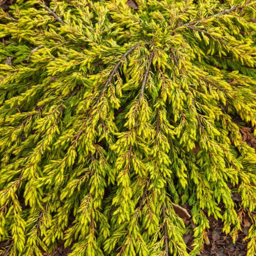 JUNIPERUS COMMUNIS GOLDSCHATZ