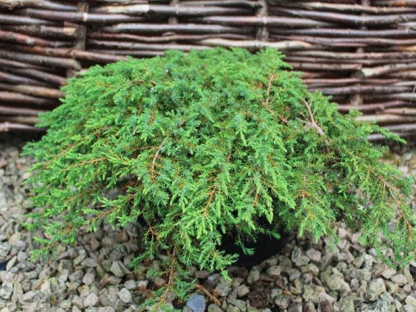 Juniperus Communis Green Carpet - Jalovec Obyčajný Green Carpet