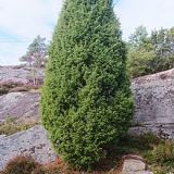 JUNIPERUS COMMUNIS kont - Jalovec OBYČAJNÝ