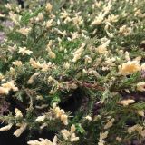 JUNIPERUS HORIZONTALIS ANDORRA VARIEGATA kont 2 - Borievka ROZPRESTRETÁ ANDORA VARIEGATA