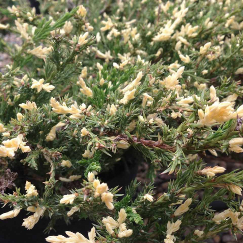 JUNIPERUS HORIZONTALIS ANDORRA COMPACTA VARIEGATA kont 2