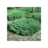 JUNIPERUS HORIZONTALIS ANDORRA COMPACTA kont 2 - Borievka ROZPRESTRETÁ ANDORA COMPACTA