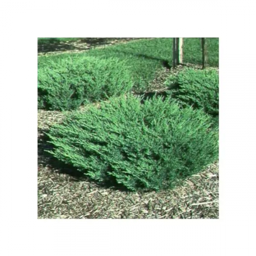 JUNIPERUS HORIZONTALIS ANDORRA COMPACTA kont 2