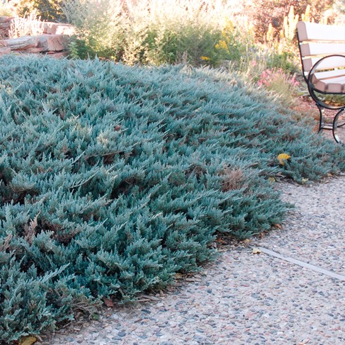 JUNIPERUS HORIZONTALIS BLUE CHIP