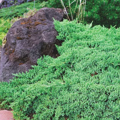 JUNIPERUS HORIZONTALIS DWARF FORM kont 2