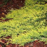 JUNIPERUS HORIZONTALIS GOLDEN CARPET kont 2 - Borievka ROZPRESTRETÁ GOLDEN CARPET