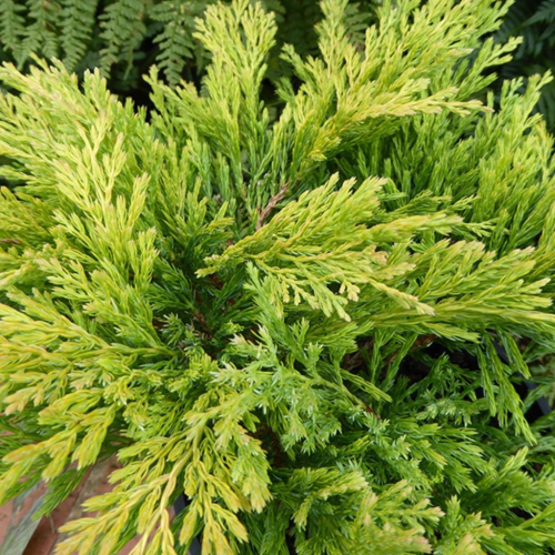 JUNIPERUS HORIZONTALIS ICEE BLUE kont 2