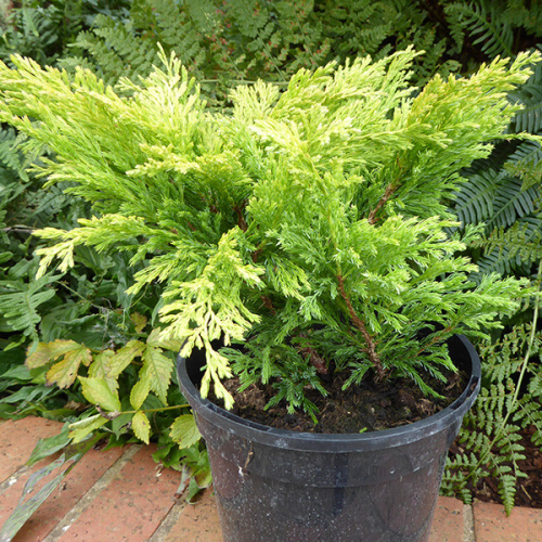 JUNIPERUS HORIZONTALIS ICEE BLUE kont 2