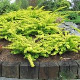 JUNIPERUS HORIZONTALIS LIMEGLOW kont 2 - Borievka ROZPRESTRETÁ LIMEGLOW