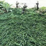 JUNIPERUS HORIZONTALIS PANCAKE kont 2 - Borievka ROZPRESTRETÁ PANCAKE