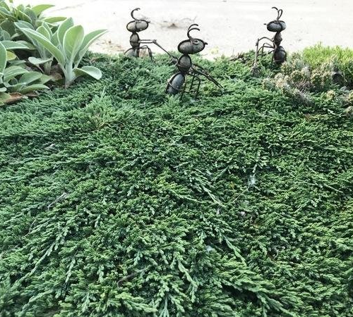 JUNIPERUS HORIZONTALIS PANCAKE kont 2