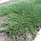 JUNIPERUS HORIZONTALIS PROSTRATA kont 2 - Borievka ROZPRESTRETÁ PROSTRATA