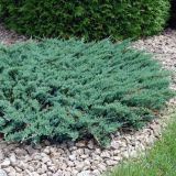 JUNIPERUS HORIZONTALIS WILTONII - Borievka ROZPRESTRETÁ WILTONII