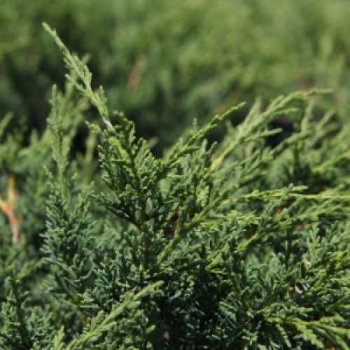 JUNIPERUS MEDIA BLAAUW kont 10 / 60-80