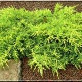 JUNIPERUS MEDIA GOLDKISSEN kont 2 - Borievka MEDIA GOLDKISSEN