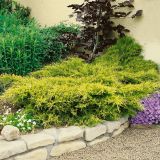 JUNIPERUS PFITZERIANA OLD GOLD kont / 60-80 - Borievka PFITZEROVA OLD GOLD