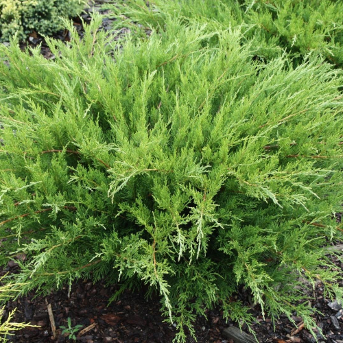 JUNIPERUS PFITZERIANA MINT JULEP