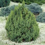 JUNIPERUS PINGII LODERII kont 2 - Borievka PINGII LODERII