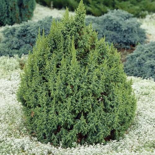 JUNIPERUS PINGII LODERII kont 2