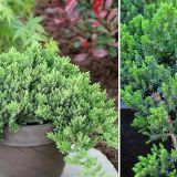 JUNIPERUS SQUAMATA HOLGER - Borievka ŠUPINATÁ HOLGER