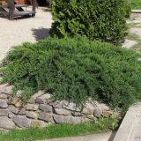 JUNIPERUS SABINA TAMARISCIFOLIA - Borievka SABINA TAMARISCIFOLIA