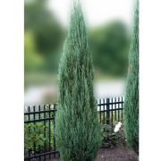 Juniperus Scopulorum Blue Arrow