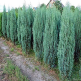 Juniperus Scopulorum Blue Arrow - Borievka Scopulorum Blue Arrow