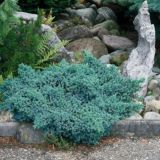 JUNIPERUS SQUAMATA BLUE STAR - Borievka ŠUPINATÁ BLUE STAR