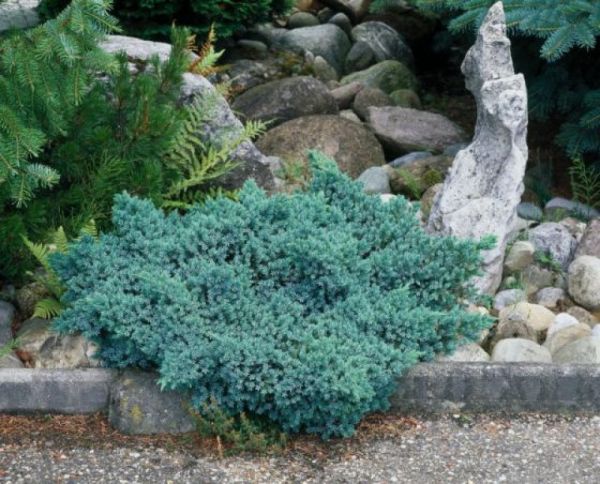 Juniperus Squamata Blue Star - Borievka Šupinatá Blue Star