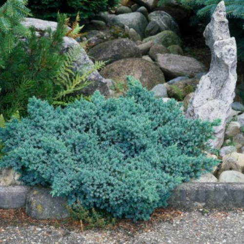 JUNIPERUS SQUAMATA BLUE STAR