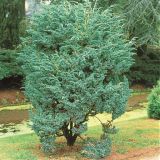 JUNIPERUS SQUAMATA MEYERI kont 10 / 30-40 - Borievka ŠUPINATÁ MEYERI