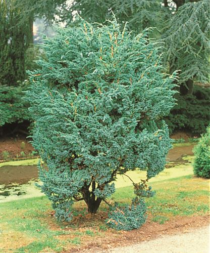 JUNIPERUS SQUAMATA MEYERI kont 10 / 30-40