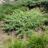 JUNIPERUS (druhy) kont 2 / 25-30 - Jalovec-Borievka