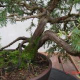 JUNIPERUS kont 30 / bonsaj - Borievka