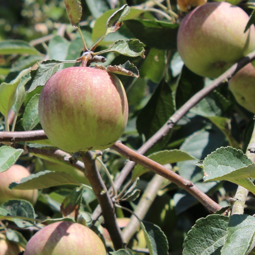 Jabloň MALUS DOMESTICA ELSTAR kont 5 / minikmeň