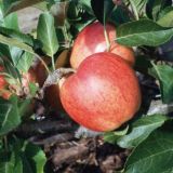 Jabloň MALUS DOMESTICA GALA kont 5 / minikmeň - Jabloň MALUS DOMESTICA GALA