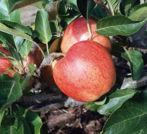 Jabloň MALUS DOMESTICA GALA kont 5 / minikmeň