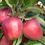 Jabloň MALUS DOMESTICA GLOSTER kont / 08-10 - Jabloň MALUS DOMESTICA GLOSTER