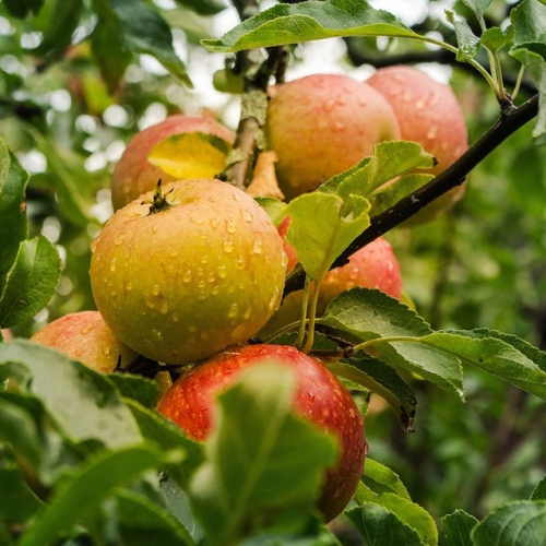 Jabloň MALUS DOMESTICA JONAGOLD kont 5 / minikmeň