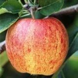 Jabloň MALUS DOMESTICA TOPAZ kont / 08-10 - Jabloň MALUS DOMESTICA TOPAZ