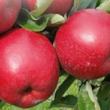 Jabloň NAJDARED ® kont