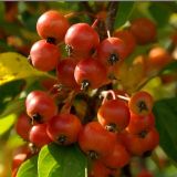 Jabloň POM´ZAI kont 11 / štvrťkmeň - Jabloň POM´ZAI kont