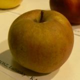 Jabloň REINETTE DU CANADA kont 10 / polkmeň - Jabloň REINETTE DU CANADA