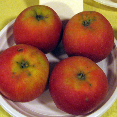 Jabloň ŠAMPIÓN jesenné, plody veľké červené