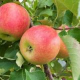 Jabloň STARKING NANO kont 11 / štvrťkmeň - Jabloň STARKING NANO