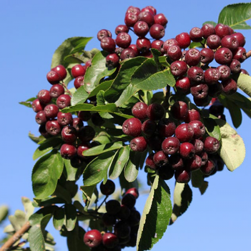 Jarabina SORBUS BURKA kont